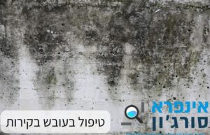 טיפול בעובש בקירות