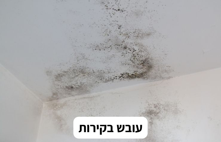 עובש בקירות