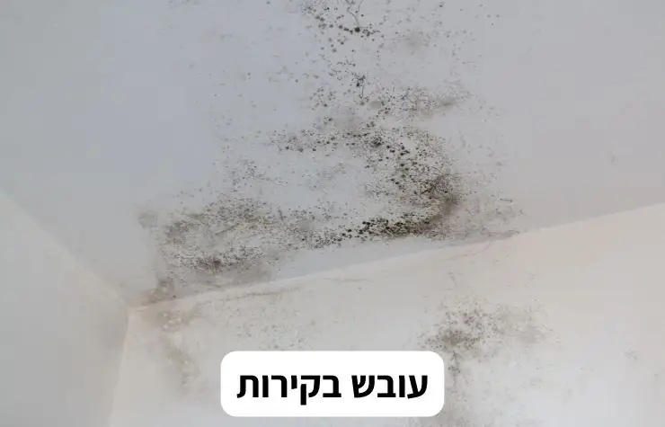 עובש בקירות